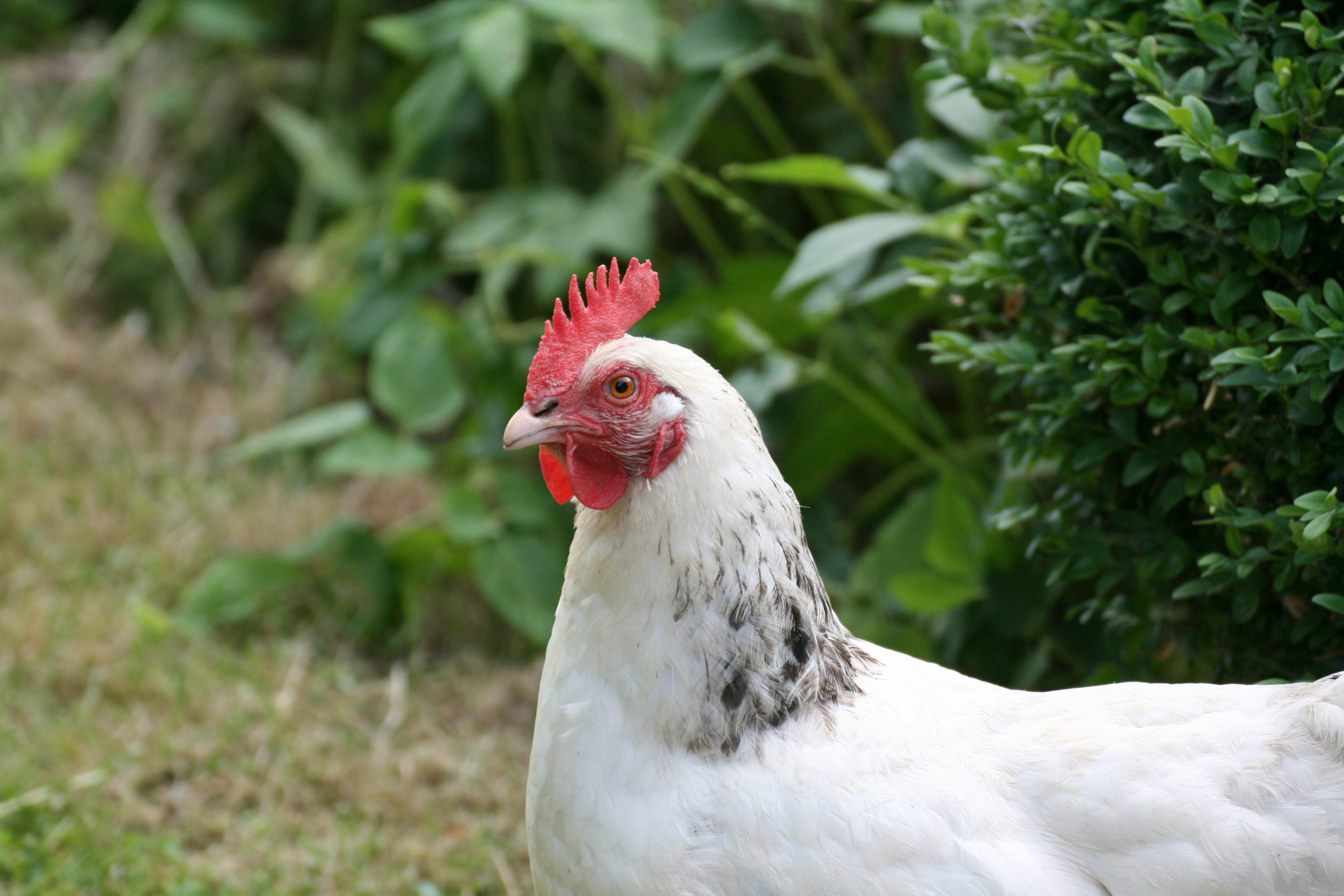Gut Friederikenhof - unsere Hühner